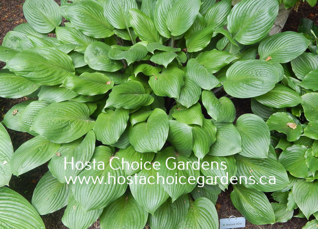 Peacock Strut (21"x52") - Hosta Choice Gardens - Becancour, QC