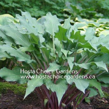 Peek - a - Boo Purple (14"x37") - Hosta Choice Gardens - Becancour, QC