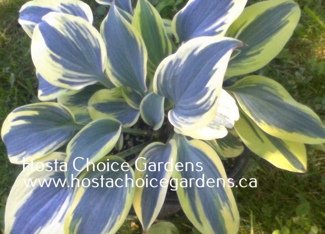 Permafrost (14"x36") - Hosta Choice Gardens - Becancour, QC