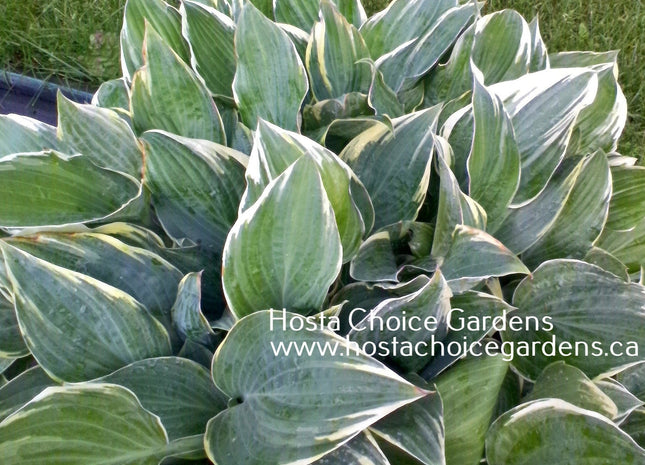 Poker (15"x24") - Hosta Choice Gardens - Becancour, QC