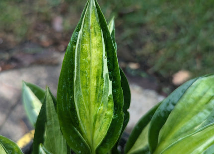 Pole Cat (16"x30") - Hosta Choice Gardens - Becancour, QC