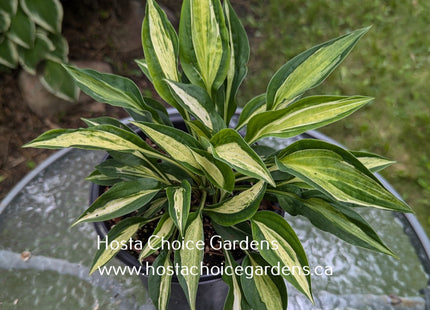 Pole Cat (16"x30") - Hosta Choice Gardens - Becancour, QC