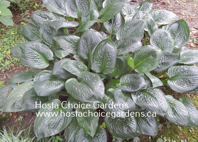 Potomac Pride (28"x48") - Hosta Choice Gardens - Becancour, QC