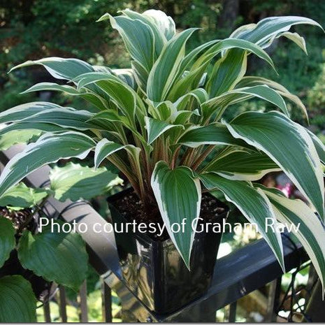 Proud Sentry (16"x32") - Hosta Choice Gardens - Becancour, QC