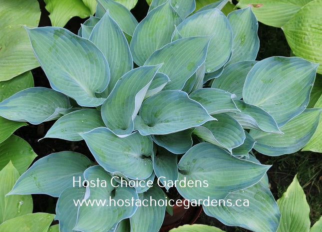 Punky (13"x26") - Hosta Choice Gardens - Becancour, QC