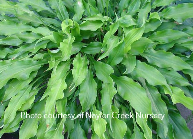 Quill (11"x30") - Hosta Choice Gardens - Becancour, QC