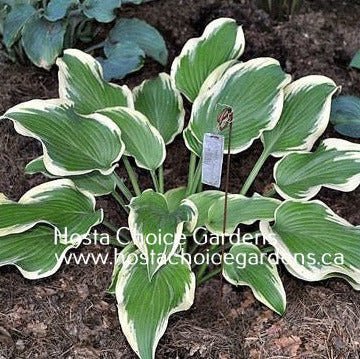 Razzmatazz (16"x36") - Hosta Choice Gardens - Becancour, QC