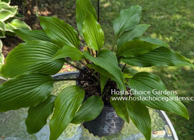 Red Dragon (13"x31") - Hosta Choice Gardens - Becancour, QC