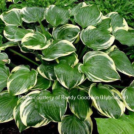 Reflections (16"x39") - Hosta Choice Gardens - Becancour, QC