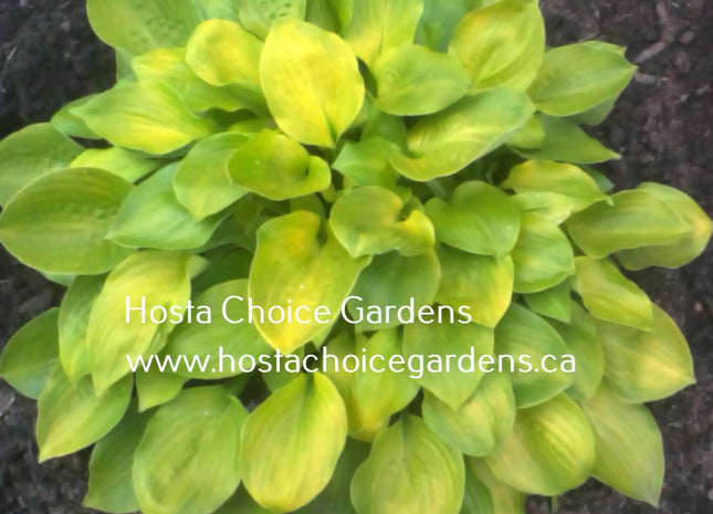 Regal Tot (8"x20") - Hosta Choice Gardens - Becancour, QC