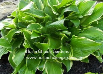 Rhino O/S (18"x30") - Hosta Choice Gardens - Becancour, QC