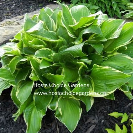 Rhino O/S (18"x30") - Hosta Choice Gardens - Becancour, QC