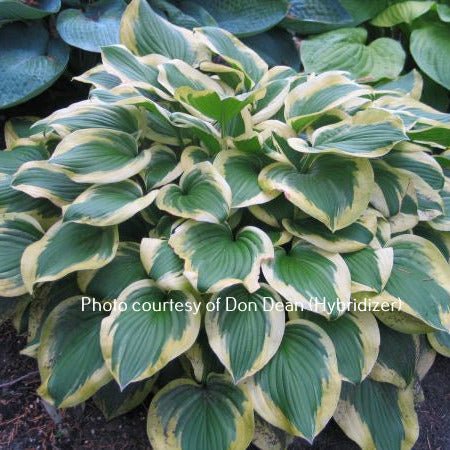 Riviera Sunset (14"x35") - Hosta Choice Gardens - Becancour, QC