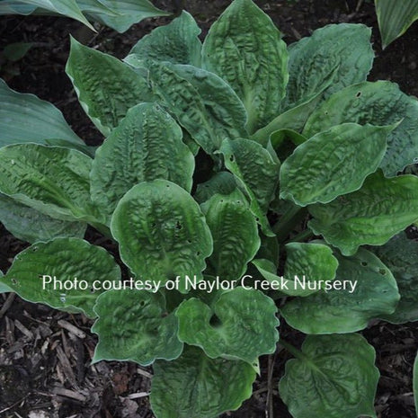 Road Rage (14"x28") - Hosta Choice Gardens - Becancour, QC