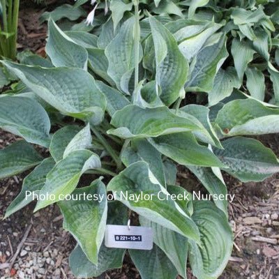 Rowan My Boat (14"x31") - Hosta Choice Gardens - Becancour, QC