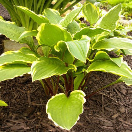 Rubies and Ruffles (15"x24") - Hosta Choice Gardens - Becancour, QC