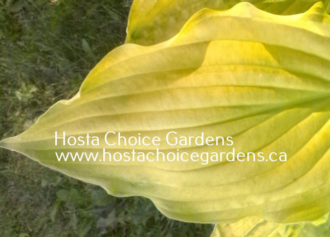 Ruffed Up (23"x50") - Hosta Choice Gardens - Becancour, QC