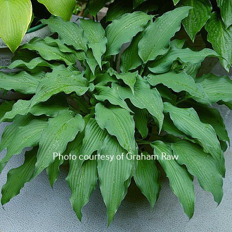 Sahara Nights (15"H) - Hosta Choice Gardens - Becancour, QC