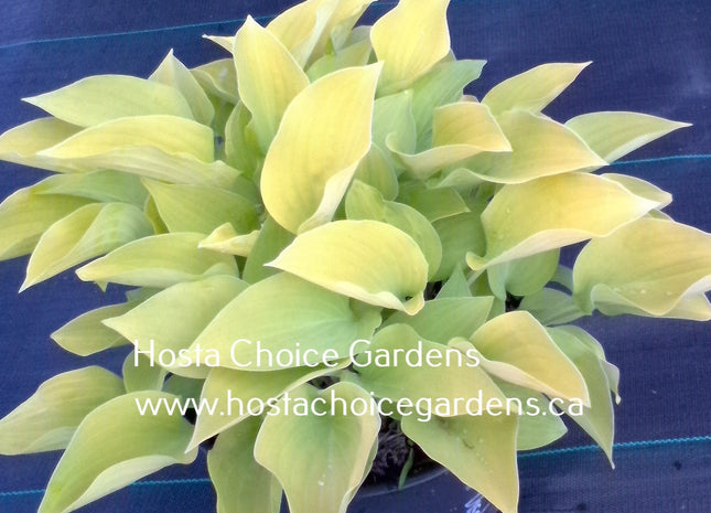 Saketini (9"x20") - Hosta Choice Gardens - Becancour, QC