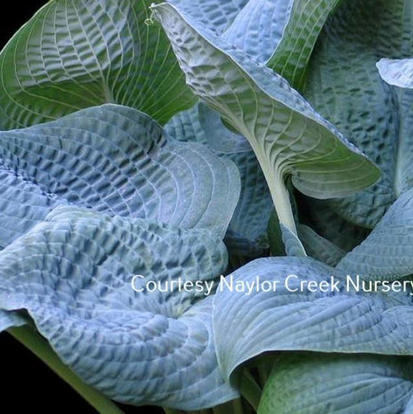 Sapphire Pillows (23"x45") - Hosta Choice Gardens - Becancour, QC