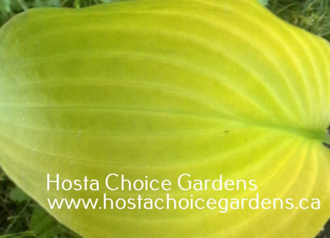 School Bus (21"H) - Hosta Choice Gardens - Becancour, QC