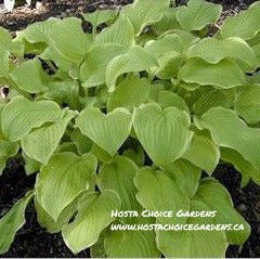 Sea Dream (20"x55") - Hosta Choice Gardens - Becancour, QC