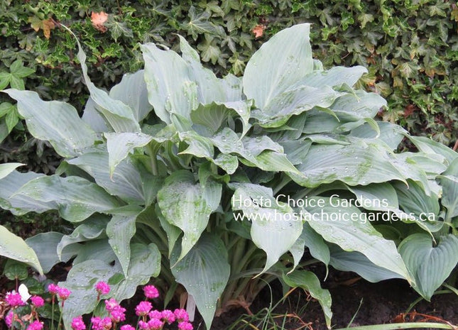 Silver Wedding (15"x30") - Hosta Choice Gardens - Becancour, QC