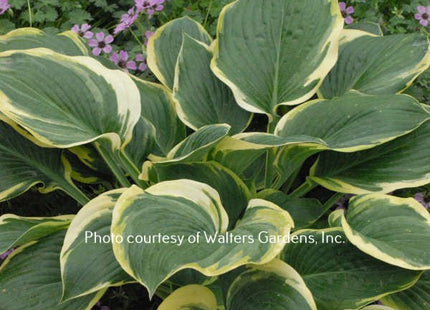 Singing In The Rain PP19,565 (32"x48") - Hosta Choice Gardens - Becancour, QC