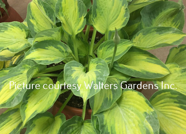 Sister Act PP33,468 (18"x40") - Hosta Choice Gardens - Becancour, QC