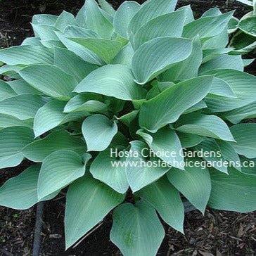 Smoke Signals (16"H) - Hosta Choice Gardens - Becancour, QC