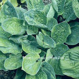 Smokey Mountains (12"x20") - Hosta Choice Gardens - Becancour, QC