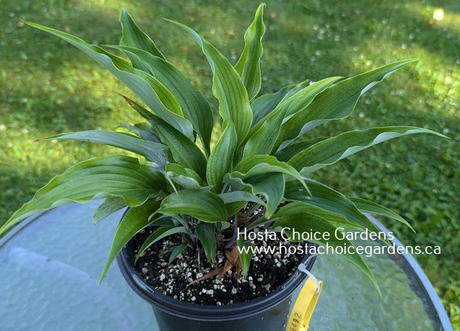 Smokey O/S (13"x30") - Hosta Choice Gardens - Becancour, QC