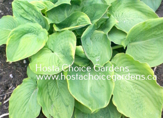 Sourpuss (30"H) - Hosta Choice Gardens - Becancour, QC