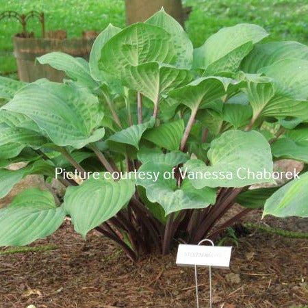 Stolen Ability (16"x38") Hosta Choice Gardens Introduction - Hosta Choice Gardens - Becancour, QC