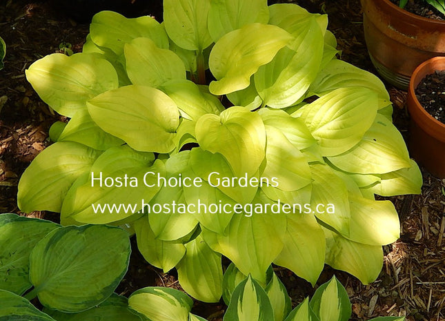 Strawberry Banana Smoothie (12"x26") - Hosta Choice Gardens - Becancour, QC