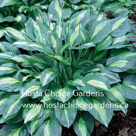 Striptease (20"x50) - Hosta Choice Gardens - Becancour, QC