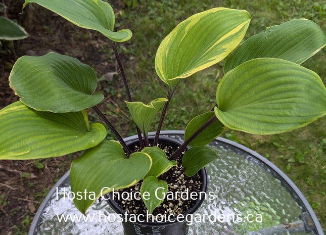 Sugar Cookie (20"x28") - Hosta Choice Gardens - Becancour, QC