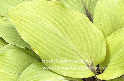 Sunny Day (14"x24") - Hosta Choice Gardens - Becancour, QC