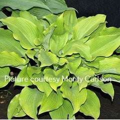 Sunnyside Up O/S (11"H) (Carlson) - Hosta Choice Gardens - Becancour, QC