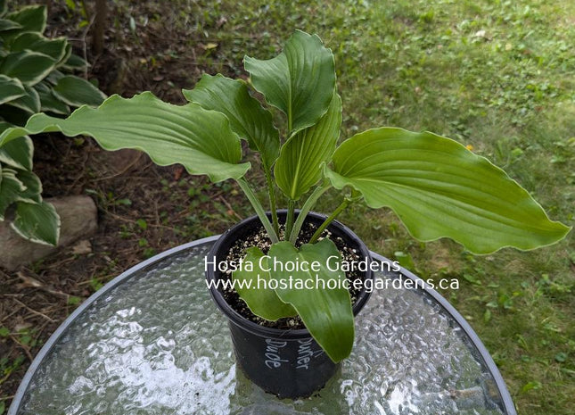 Surfer Dude O/S (18"x36") - Hosta Choice Gardens - Becancour, QC