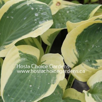 Terry (17"H) - Hosta Choice Gardens - Becancour, QC