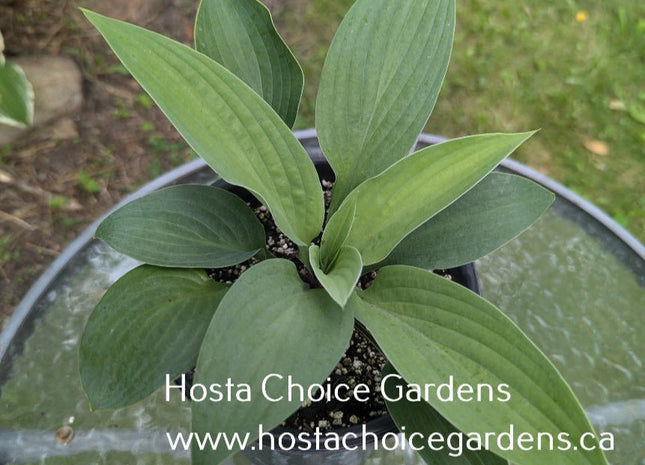 The British Are Coming (15"x30") - Hosta Choice Gardens - Becancour, QC