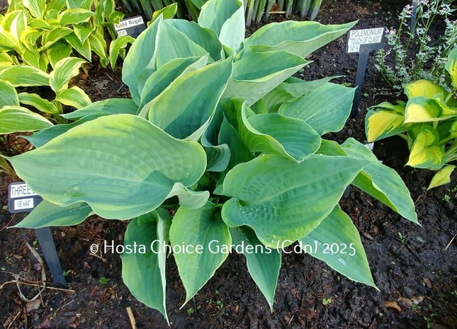 Three Sisters (16"x44") - Hosta Choice Gardens - Becancour, QC