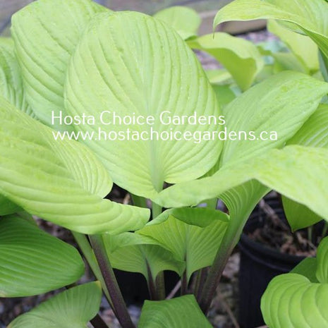 Tom Terrific (22"x35") - Hosta Choice Gardens - Becancour, QC