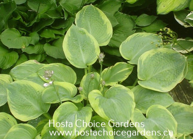 Tranquility (16"x34") - Hosta Choice Gardens - Becancour, QC