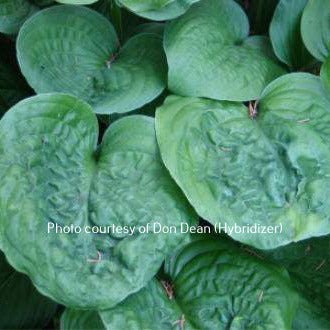 Turbulent Seas O/S (28"x50") - Hosta Choice Gardens - Becancour, QC