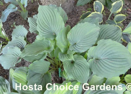 Tutu (21"x48") - Hosta Choice Gardens - Becancour, QC