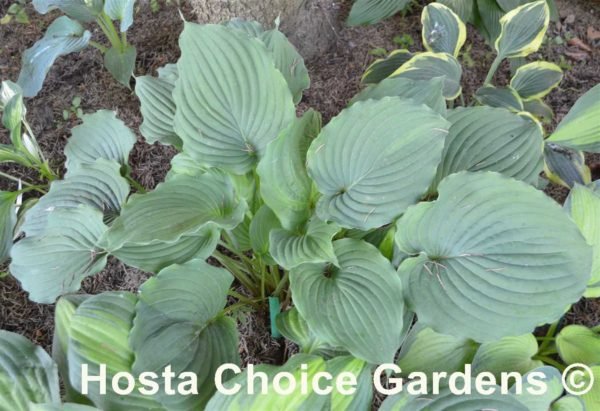 Tutu (21"x48") - Hosta Choice Gardens - Becancour, QC