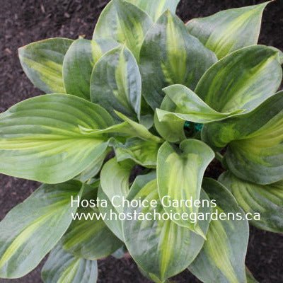 Twice As Nice (14"x28") - Hosta Choice Gardens - Becancour, QC