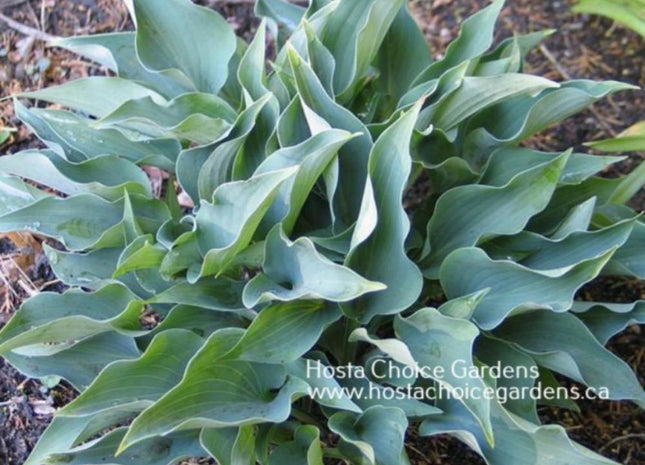 Twinkle Little Star (8"x20") - Hosta Choice Gardens - Becancour, QC